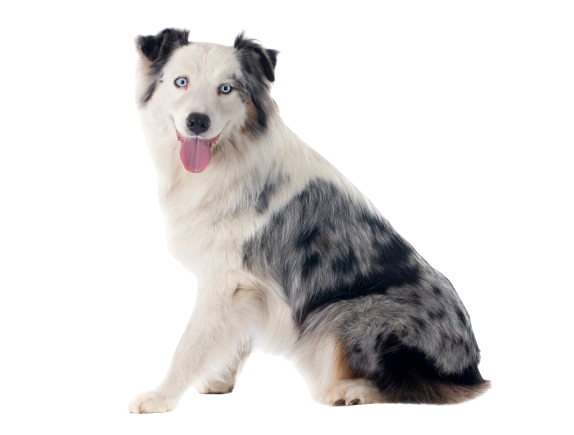 australian-shepherd-removebg-preview